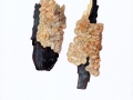 Exidia cartilaginea S. Lundell & Neuh. , Knorpeliger Drüsling  , Linden-Drüsling