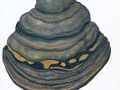 Ganoderma pfeifferi Bres. , Kupferroter Lackporling ,  NPH