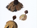 Geastrum pectinatum Pers. , Kamm-Erdstern