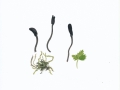 Geoglossum fallax E.J.Durand , Schuppige Erdzunge , NPH