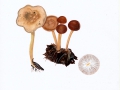 Gymnopus acervatus (Fr.) Murrill , Büscheliger Blasssporrübling