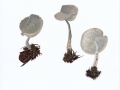 Helvella macropus (Pers.) Karst. , Grauer Langfüßler