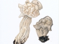Helvella crispa (Scop.) Fr. , Herbst-Lorchel