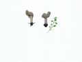 Helvella phlebophora Pat. & Doass. , Rillstielige Lorchel