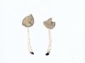 Helvella latispora Boud. , Blassgraue Lorchel , Helle Sattel-Lorchel
