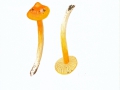 Hygrocybe persistens var. subglobispora (P.D.Orton) Krieglst. , Fastrundsporiger Saftling