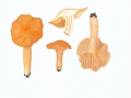 Hygrocybe pratensis (Pers.:Fr.) Donk , Wiesenellerling , Orange-Ellerling