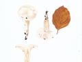 Hygrophorus eburneus (Bull.:Fr.) Fr. , Elfenbein-Schneckling