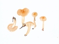 Hygrophorus lindtneri var. unicolor (Gröger) Krieglst. , Orangefalber Schneckling
