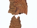 Hymenochaete carpatica Pilát , Bergahorn-Borstenscheibe