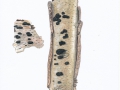 Hypoxylon multiforme (Fr.) Fr. , Vielgestaltige Kohlebeere