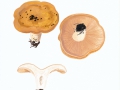 Lactarius acerrimus Britz. , Queradriger Milchling