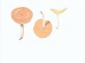 Lactarius chrysorrheus Fr. , Goldflüssiger MIlchling