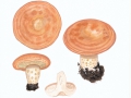 Lactarius chrysorrheus  Fr. , Goldflüssiger Milchling