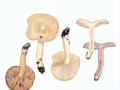 Lactarius flavidus Boud. , Hellgelber Violett-Milchling