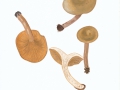 Lactarius pallidus (Pers.:Fr.) Fr. , Falber Milchling  , Fleischblasser Milchling