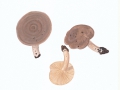 Lactarius pyrogalus (Bull.:Fr.) Fr. ss. J.E.Lange , Neuh. , non ss. Bull. , Hasel-Milchling