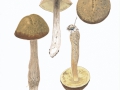 Leccinum griseum (Quél.) Singer , Hainbuchen-Röhrling