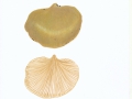 Lentinus suavissimus Fr. , Anis-Sägeblättling