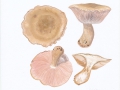 Lepista panaeolus (Fr.) Karst. , Marmorierter Rötel-Ritterling , Graubräunlicher Rötel-Ritterling