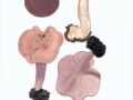 Lepista nuda (Bull.:Fr.) Cooke , Violetter Rötelritterling