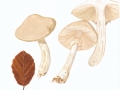 Limacella guttata  (Pers.:Fr.) Konr. & Maubl. , Getropfter Schleimschirmling