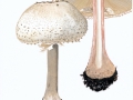 Macrolepiota rhacodes (Vittad.) Singer var. bohemica (Wichanský) Bellu & Lanzoni , Garten-Riesenschirmpilz