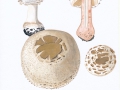 Macrolepiota rhacodes (Vittad.) Singer var. bohemica (Wichanský) Bellu & Lanzoni , Garten-Riesenschirmpilz