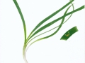 Melampsora galanthi-fragilis (Kleb.) auf Blätter von Leucojum vernum L. , Märzbecher
