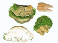 Oxyporus populinus (Schum.:Fr.) Donk , Treppenförmiger Steifporling