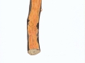 Peniophora incarnata (Pers.:Fr.) Karst. , Fleischroter Zystidenrindenpilz