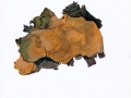 Phellinus robustus (Karst.) Boudot & Galzin , Eichen-Feuerschwamm
