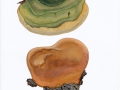 Phellinus robustus (Karst.) Bourdot & Galzin , Eichen-Feuerschwamm