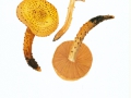Pholiota jahnii Tjall.-Beuk. & Bas , Pinsel-Schüppling , Hermann Jahn's Spitz-Schüppling