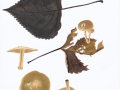 Pholiota oedipus (Cooke) P.D.Orton , Winter-Schüppling