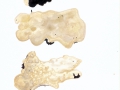 Physiosporinus vitreus (Pers.:Fr.) Karst. , Glasigweißer Porenschwamm