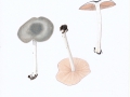 Pluteus salicinus  (Pers.:Fr.) Kumm. , Grünlichgrauer dachpilz