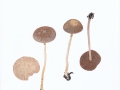 Psathyrella bipellis (Quél.) A.H.Sm. , Purpur-Mürbling