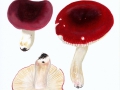 Russula atropurpurea (Krombh.) Britz. , non Peck , Purpurschwarzer Täubling