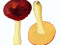 Russula aurea Pers. , Gold-Täubling