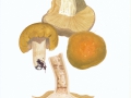 Russula elaeodes (Bres.) Romagn. , Grüner Herings-Täubling