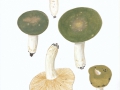 Russula heterophylla (Fr.) Fr. , Grüner Speise-Täubling
