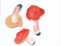 Russula lundellii Singer ex Konr. & Maubl. , Pracht-Täubling