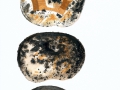Russula pallidospora (J.Blum in Romagn.) Romagn. , Ockerblättriger Weiß-Täubling , Gelbblättriger Täubling