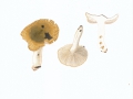 Russula pectanoides Peck , Kratzender Kamm-Täubling , Widerlicher Täubling