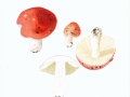 Russula pseudointegra  Arnould & Goris , Ockerblättriger Zinnober-Täubling