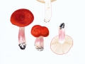 Russula rhodopoda Zvára in Melzer & Zvára , Flammenstiel-Täubling