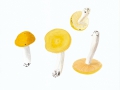 Russula risigalina var. acetolens (Rauschert) Krieglst. , Glänzendgelber Dotter-Täubling
