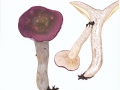 Russula vinosa Lindblad , Weinroter Graustiel-Täubling