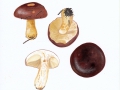 Russula viscida Kudrna , Lederstiel-Täubling ,  NPH